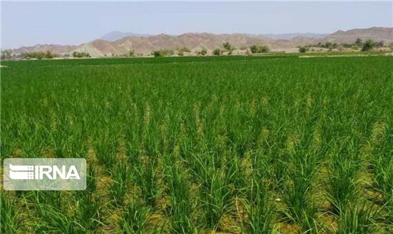 اختصاص 10 هزار هکتار از اراضی لرستان به کشت برنج