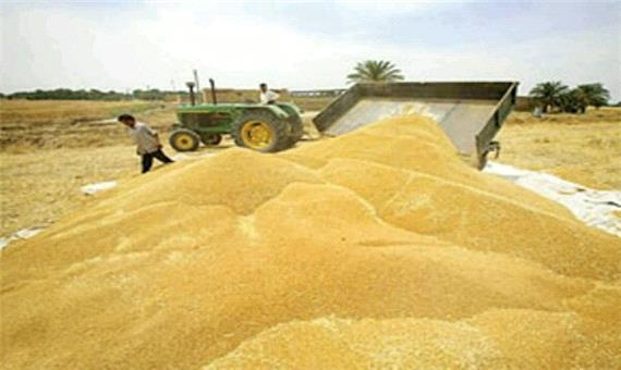 رشد 10 درصدی خرید گندم در لرستان/186میلیارد به کشاورزان پرداخت شد