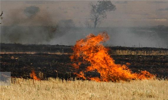 30 نفر از عاملین آتش سوزی مزارع کشاورزی در آبیک تحت پیگرد قانون قرار گرفتند