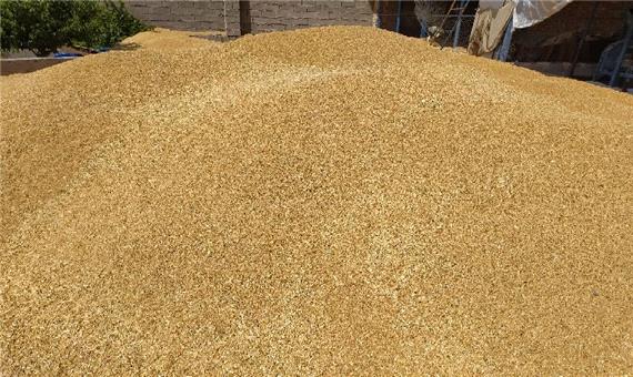 11 هزار تن گندم از کشاورزان بروجردی خریداری شد