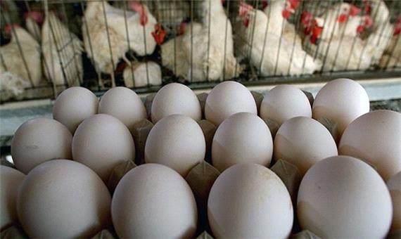 تولید سالانه10 هزار تُن تخم مرغ در لرستان/لزوم افزایش ظرفیت تولید