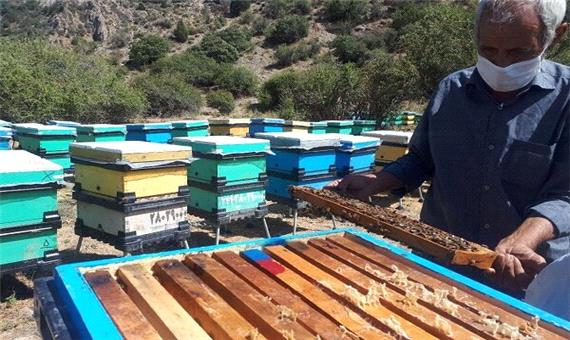 تولید بیش از 2700 تُن عسل در لرستان
