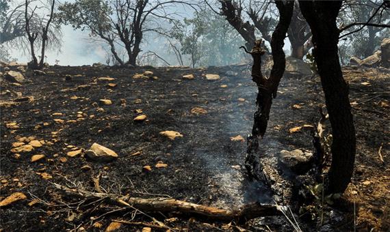 آتش‌سوزی چه تأثیری در آینده جنگل‌های زاگرس دارد؟