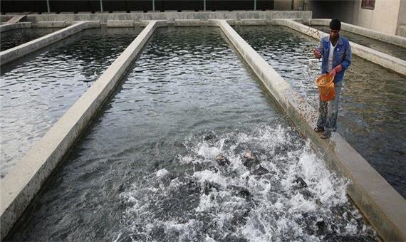 سالانه 2 هزار و 800 تن ماهی سردآبی در بروجرد تولید می‌شود