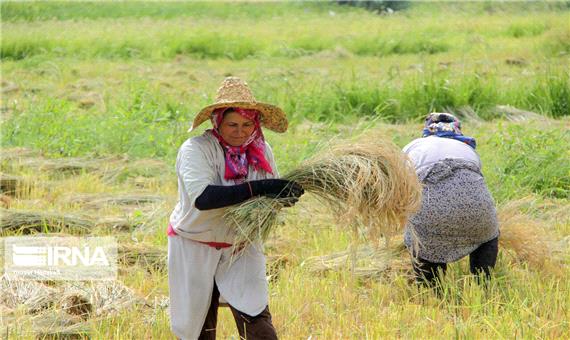 برداشت برنج از شالیزارهای لرستان آغاز شد