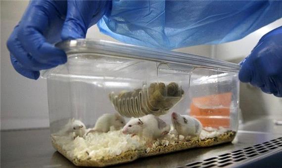 دانشمندان ژاپنی از سلول‌های بنیادی موش «مینی قلب» ساختند