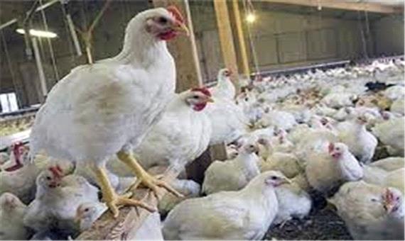 110 واحد مرغ گوشتی صنعتی در خرم‌آباد فعالیت دارند
