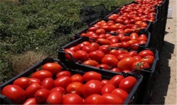 آغاز توزیع گوجه‌فرنگی 11هزار تومانی