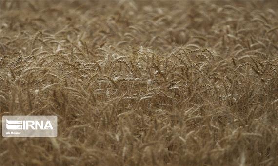 21 هزار تن بذر اصلاح شده بین کشاورزان لرستانی توزیع شد