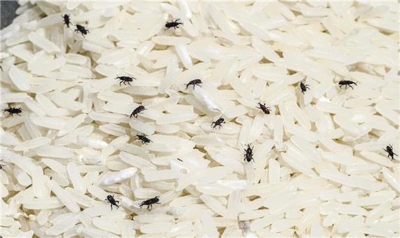 کنترل آفت انباری برنج با عصاره یک گیاه دارویی