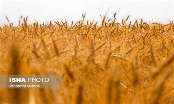 40 مرکز خرید گندم در لرستان راه‌اندازی خواهد شد