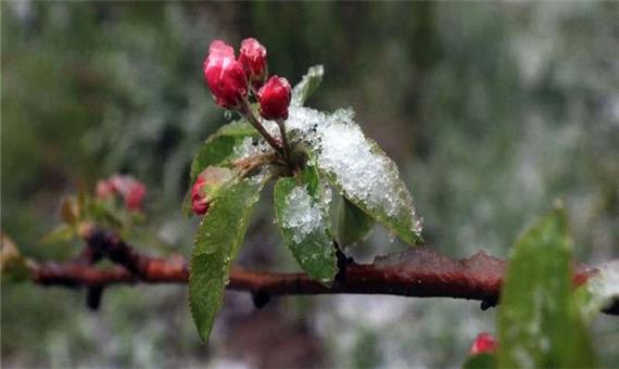 خسارت 20 درصدی سرما به مزارع لرستان