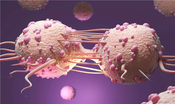 مهار سلول‌های سرطانی با استفاده از نوعی باکتری پروبیوتیک