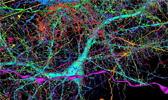 تهیه نقشه سه‌بعدی مغز توسط محققان گوگل و هاروارد