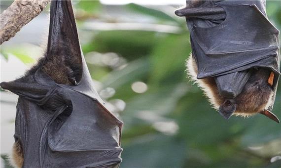خطر خفاش‌های ناقلِ بیماری، بیخ گوش‌ انسان