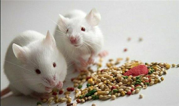 افزایش 30 درصدی طول عمر موش‌ها