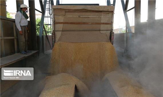 15 هزار تن گندم در لرستان خرید تضمینی شد