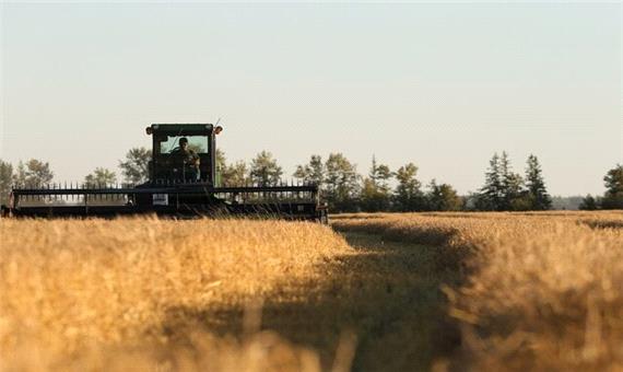 پیش بینی خرید 25 هزار تن بذر گندم در لرستان