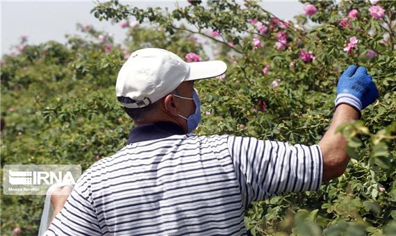 بروجرد رتبه دوم تولید گل محمدی در لرستان را دارد