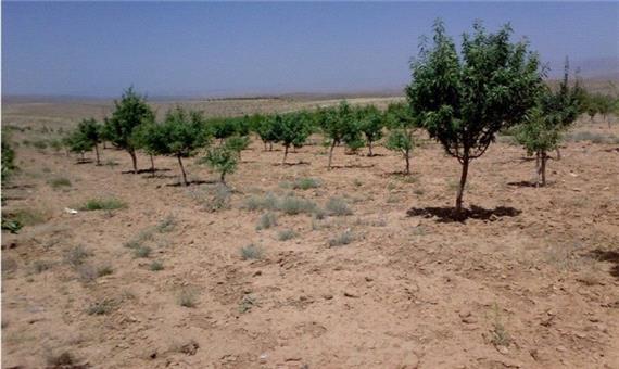 تنش آبی و کاهش 25 درصدی محصولات باغی در استان لرستان/ معیشت کشاورزان را دریابیم