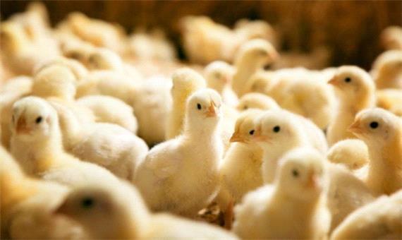 جوجه‌ریزی یک میلیون و 800 هزار قطعه مرغ در لرستان
