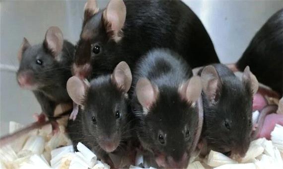 تولد موش‌های سالم از اسپرم‌هایی که 6 سال در فضا بودند!