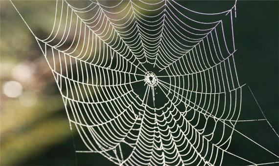 تار عنکبوت گیاهی جایگزین پلاستیک می‌شود!