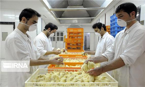 میزان جوجه‌ریزی در واحدهای مرغداری لرستان 12 درصد افزایش یافت