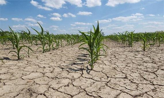خشکسالی موجب کاهش 500 هزار تُنی تولید محصولات کشاورزی لرستان شد
