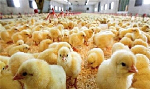 رشد 12 درصدی جوجه‌ریزی در واحدهای تولید مرغ گوشتی لرستان