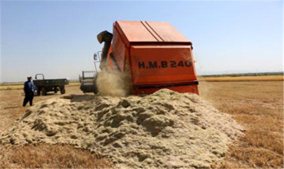 30 هزار تن گندم از اراضی کشاورزی بروجرد برداشت می‌شود