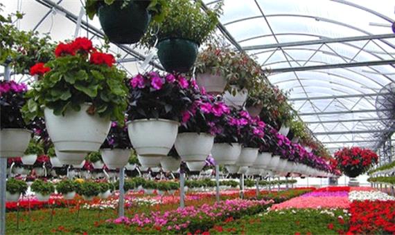 لرستان پایلوت تولید گل‌های زینتی شود/تولید سالانه 23 میلیون شاخه گل در لرستان