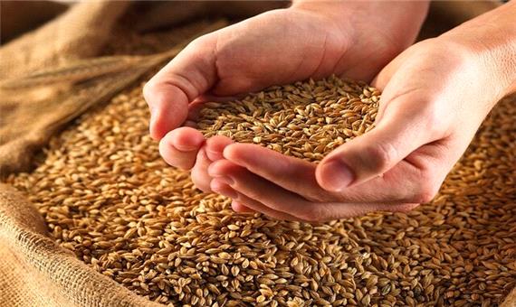 خرید تضمینی 71 هزار تن گندم از کشاورزان لرستانی