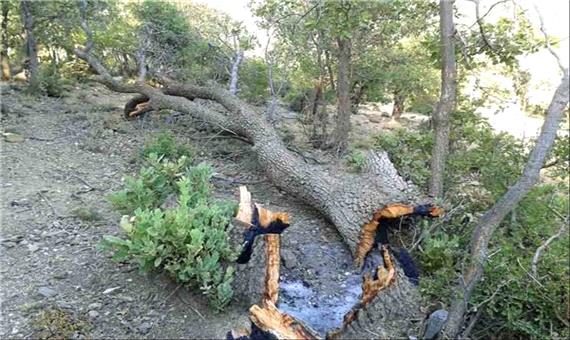 خسارت «زوال بلوط» به 600 هزار هکتار از جنگل‌های لرستان