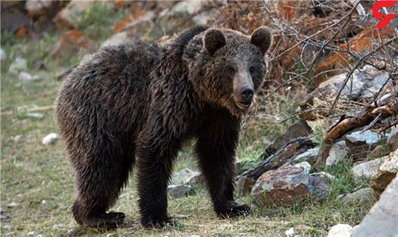 حمله خرس‌های قهوه‌ای کابوس بزرگ در کوهرنگ