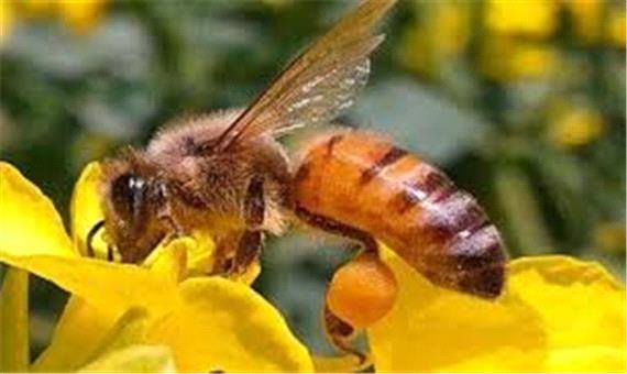 رهاسازی زنبور براکون در 3500 هکتار اراضی نخود و گوجه فرنگی لرستان