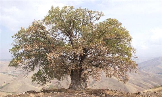 2 درخت کهنسال سلسله ثبت ملی شدند