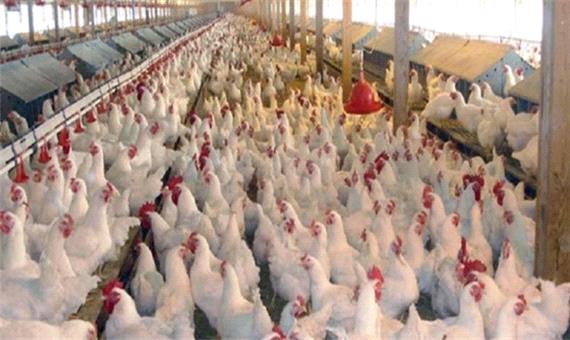 رشد 11 درصدی تولید مرغ در لرستان