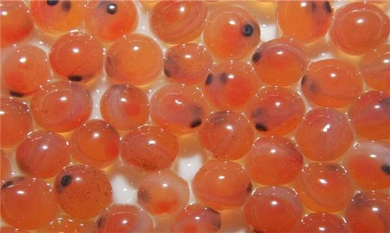 لرستان 25 درصد تخم چشم‌زده ماهی قزل‌آلای کشور را تولید می‌کند