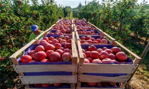برداشت 75 هزار تن سیب در لرستان / برداشت 310 هزارتن انواع محصولات باغی دراستان