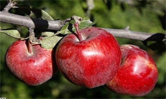 برداشت سالانه 75 هزار تن سیب در لرستان