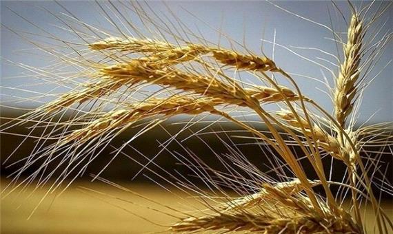 کشت 26 هزار تن بذر گندم آبی و دیم در لرستان/ ورود کشاورزان غیر بو