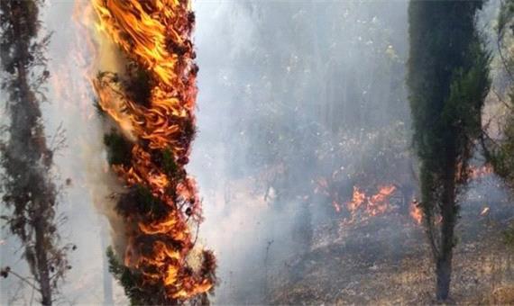 حمایت بیمه ای از قربانی آتش سوزی جنگل های منطقه «هایقر»