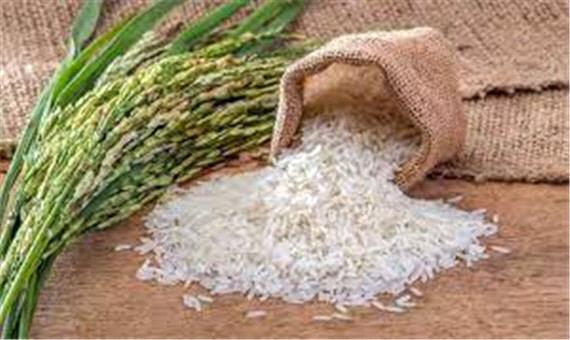 برداشت برنج از شالیزار‌های دورود